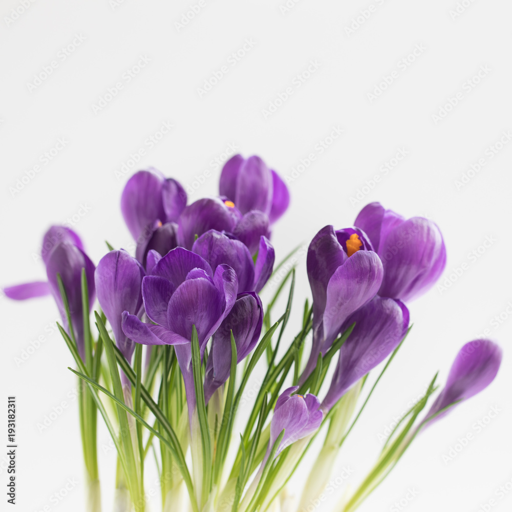 Violet Crocuses. Isolated. Spring postcard concept. Violet Crocuses. Isolated. Spring postcard concept.