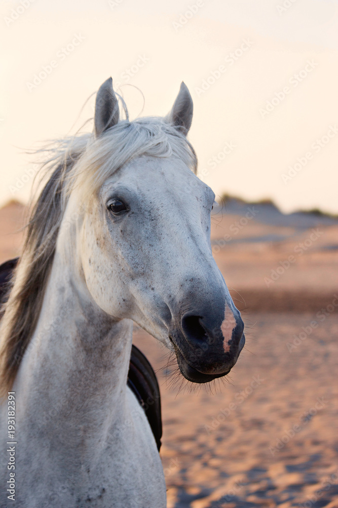 Obraz premium biały koń