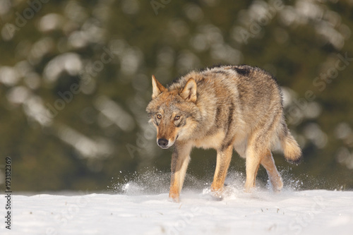 Wolf im Schnee © Nadine Haase