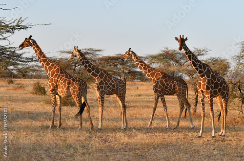 Fototapeta Naklejka Na Ścianę i Meble -  Giraffen im Abendlicht