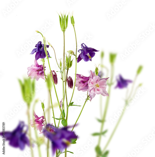 Fototapeta Naklejka Na Ścianę i Meble -  isolated image of bouquet of flowers close-up