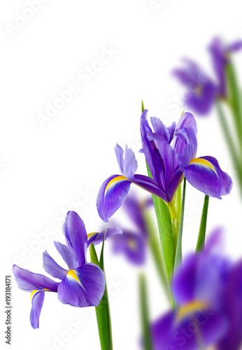 isolated image of beautiful flowers close-up