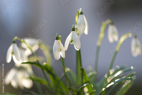 First snowdrops flowering in the garden. Close up.