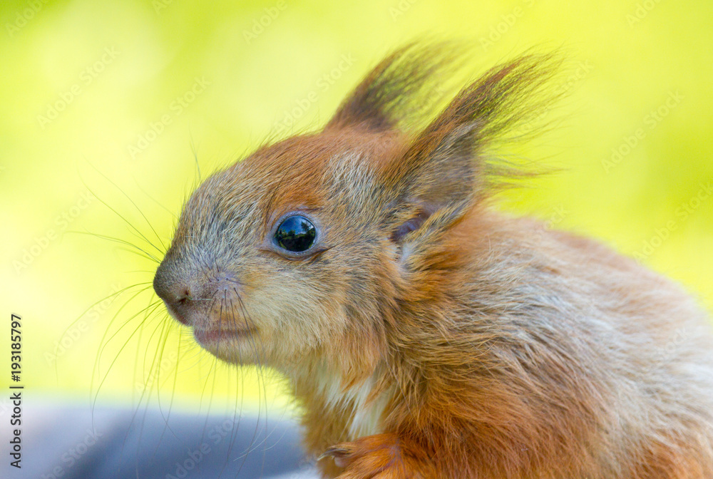 Obraz premium Red squirrel portrait on yellow background