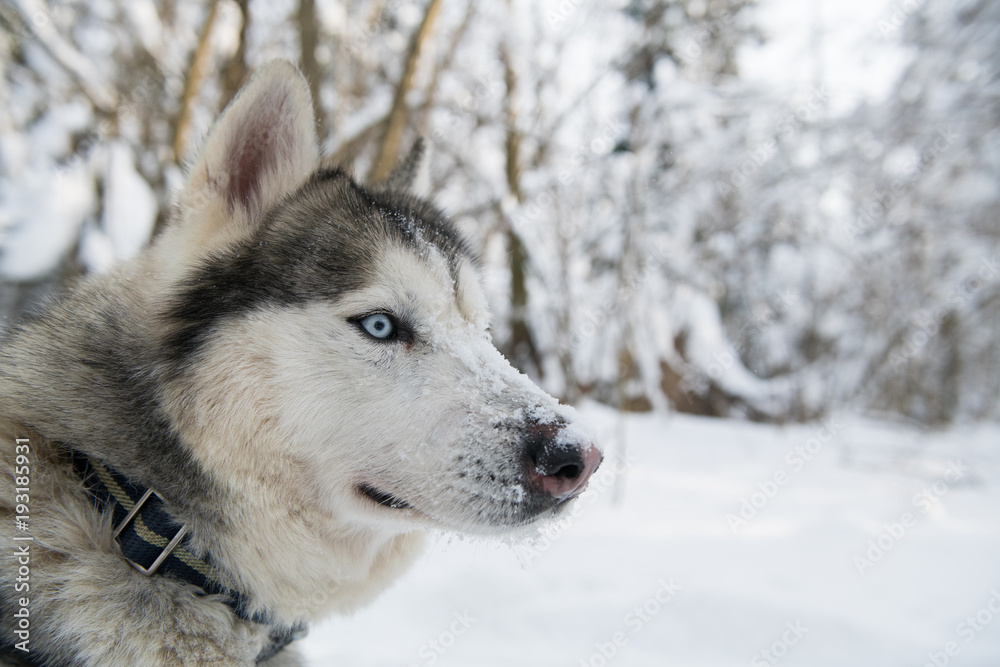 Siberian husky dog in profile with snow on the nose
