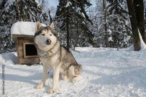 Fluffy siberian husky with kennel in winter