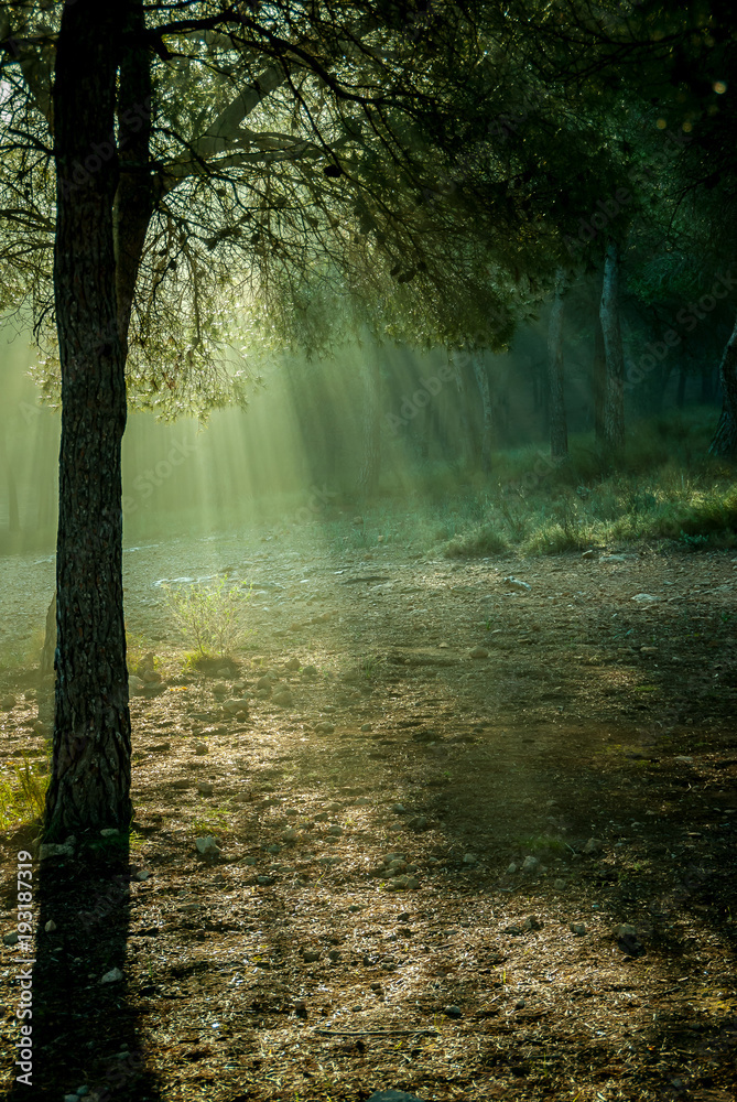 Fototapeta premium Beautiful spear of light crossing the magnificent pines