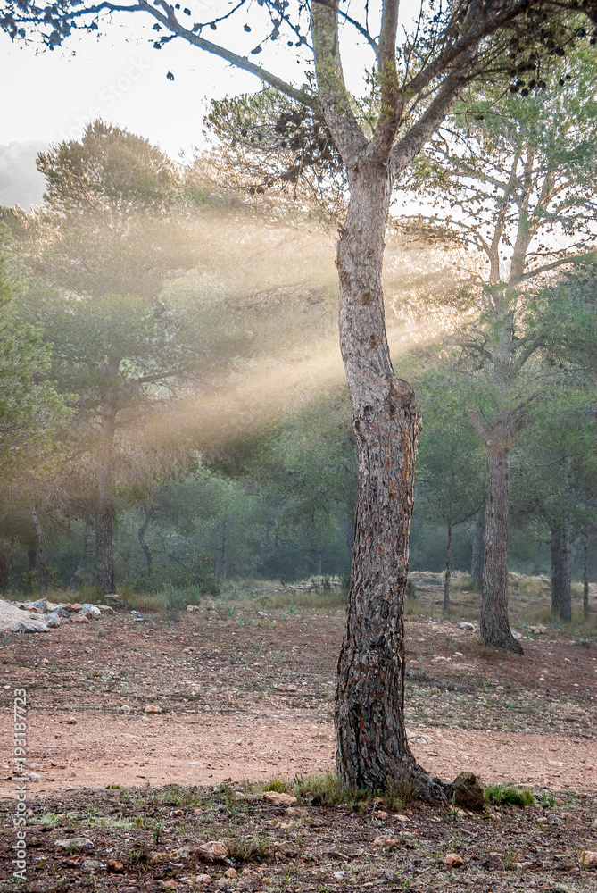 Beautiful spear of light crossing the magnificent pines Beautiful spear of light crossing the magnificent pines