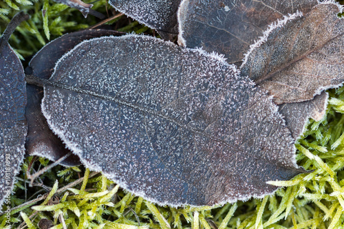 Leaf with frost in autumn