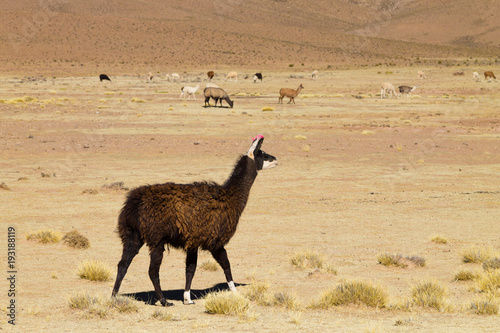 Bolivian llama breeding,Bolivia © elleonzebon