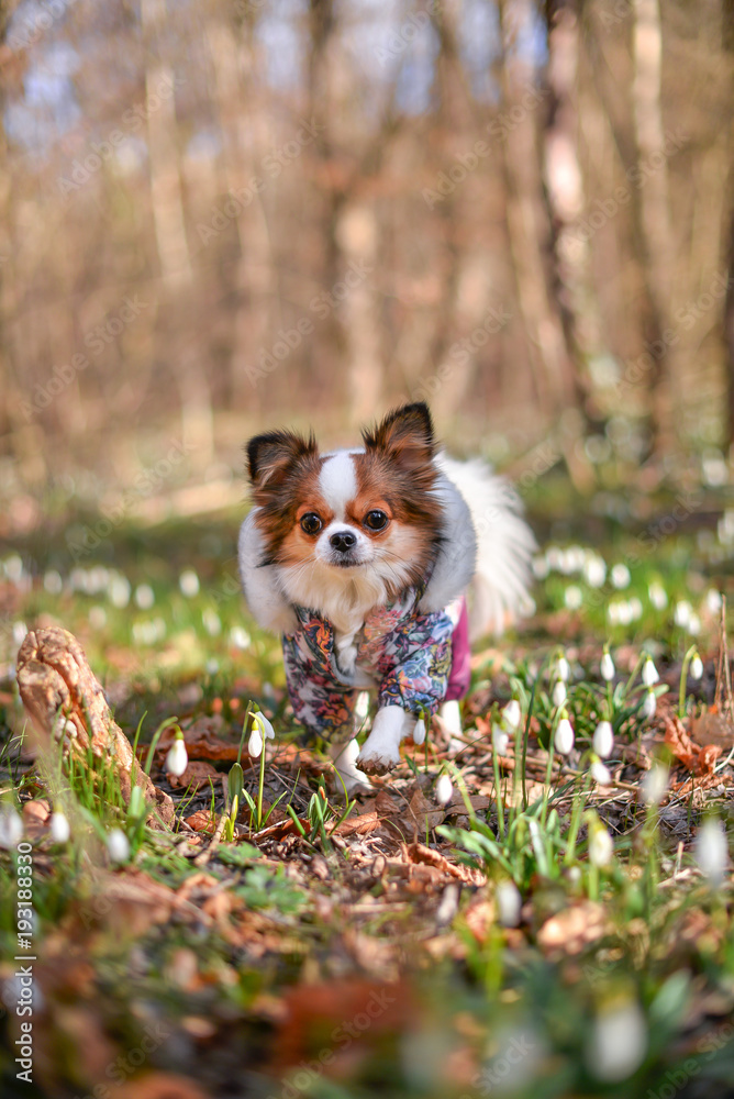 Fototapeta premium dog in snowdrops