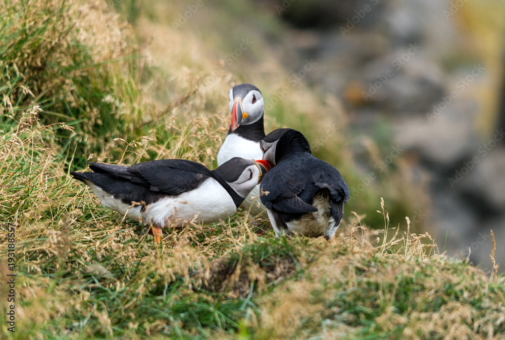The Atlantic puffin, also known as the common puffin The Atlantic puffin, also known as the common puffin