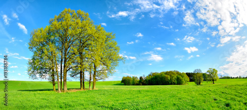 Grüne Wiese mit Baumgruppe unter blauem Himmel im Frühling