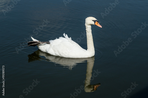 White swan on the lake