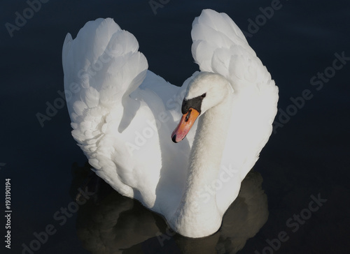 Mute swan in front of a dark background