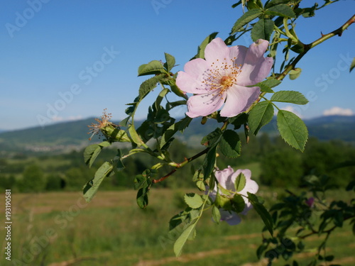 Dog Rose Close-up: Pink Flower. Pink wild rose or dog-rose flowers with leafs on mountains background. 