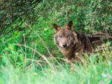 Iberian wolf (Canis lupus signatus) in the bushes