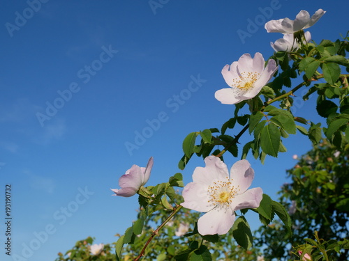 Dog Rose Close-up: Pink Flower. Pink wild rose or dogrose flowers with leafs on blue sky background. 