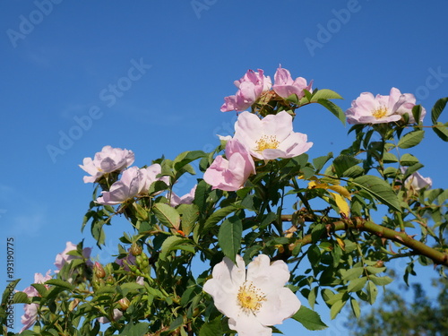 Dog Rose Close-up: Pink Flower. Pink wild rose or dogrose flowers with leafs on blue sky background. 