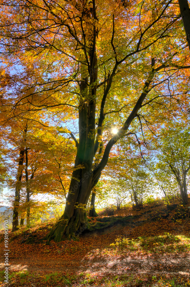 Fototapeta premium tree in autum