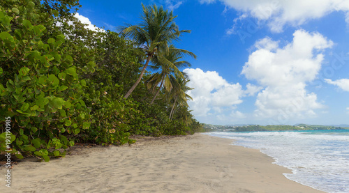 Fototapeta Naklejka Na Ścianę i Meble -  The Caribbean beach , Martinique island.