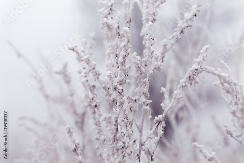 Close-up of frost covered bush layered with mist © Tanya