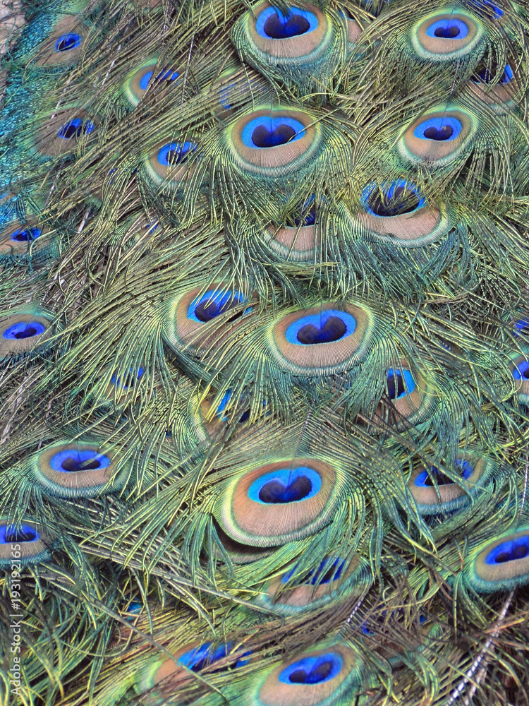 Fototapeta premium peacock feathers