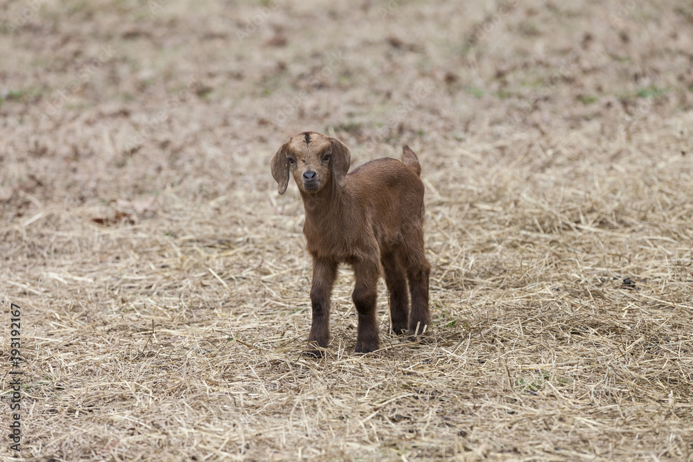 Adorable baby goat standing in pasture field. Adorable baby goat standing in pasture field.