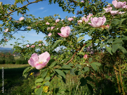 Dog Rose Close-up: Pink Flower. Pink wild rose or dogrose flowers with leafs on blue sky background. 