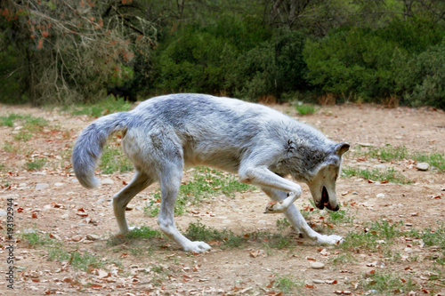 Polar Wolf