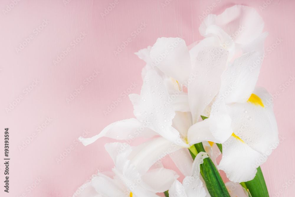 Beautiful White Iris Flowers on Pink Background Beautiful White Iris Flowers on Pink Background