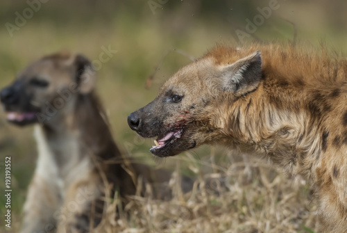 Hyena eating, Africa