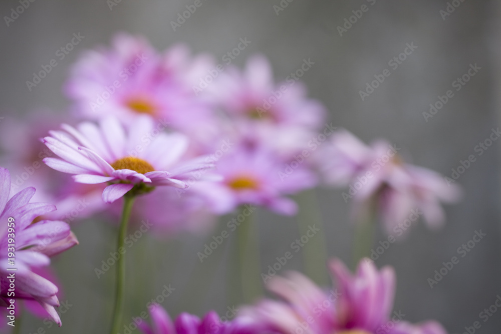 white and purple summer flowers growing in the garden white and purple summer flowers growing in the garden