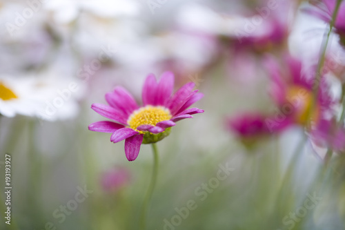  white and purple summer flowers growing in the garden © Joanna Redesiuk