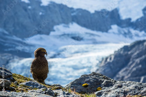 Rare Kea Bird in front of Glacier in New Zealand