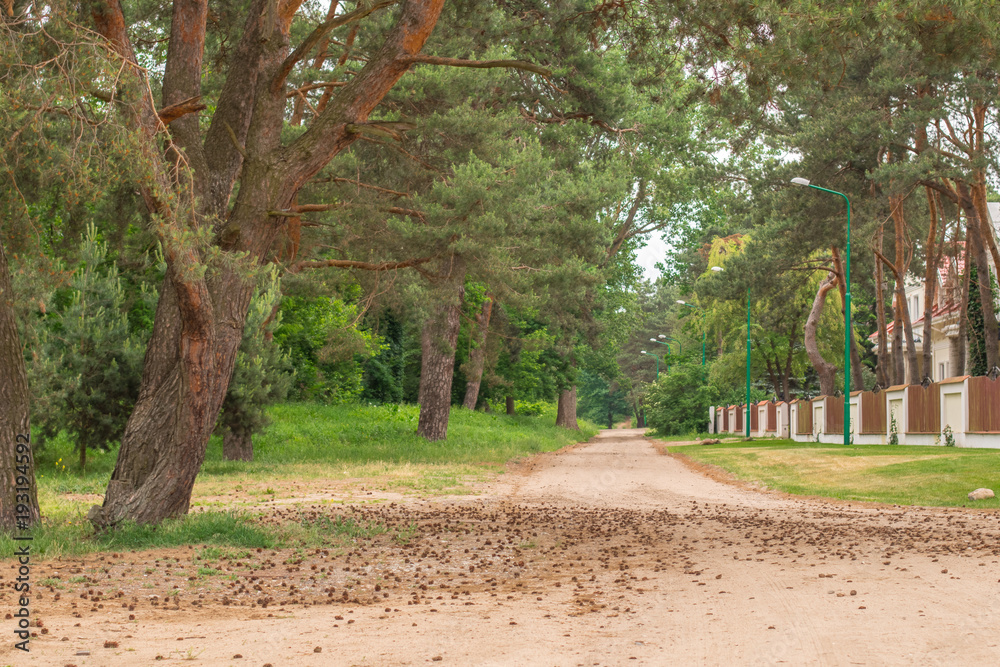 Fototapeta premium Pine tree alley