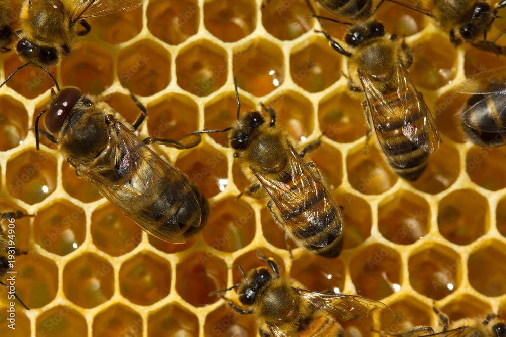Bees build honeycombs and honey close to them. Bees build honeycombs and honey close to them.