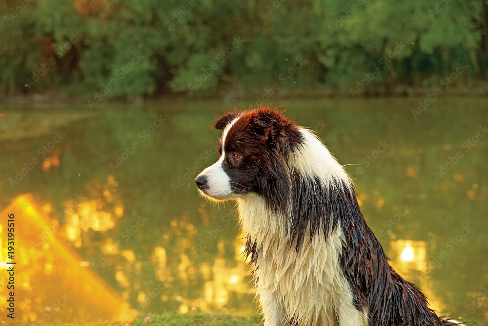 Portrait of border collie dog