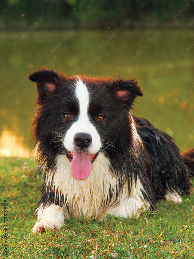 Portrait of border collie dog