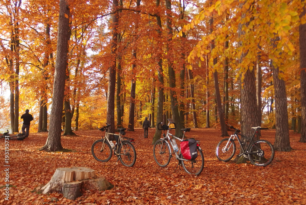 Fototapeta premium Jesienna wycieczka rowerowa