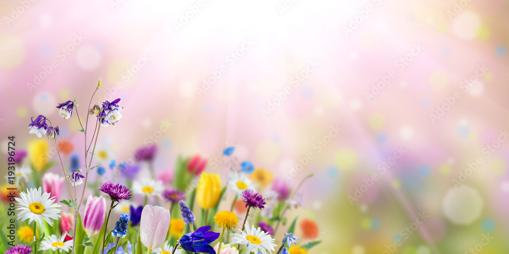 Fototapeta premium Natury tło z dzikimi kwiatami