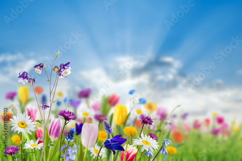 Nature background with wild flowers