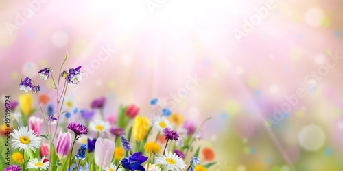 Canvas Print Nature background with wild flowers