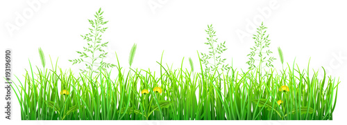 Green grass with dandelions and spikelets on white background