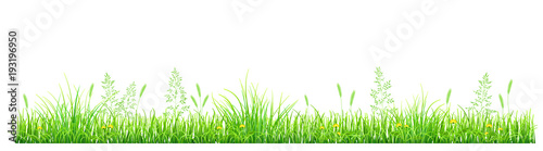 Green grass with dandelions and spikelets on white background