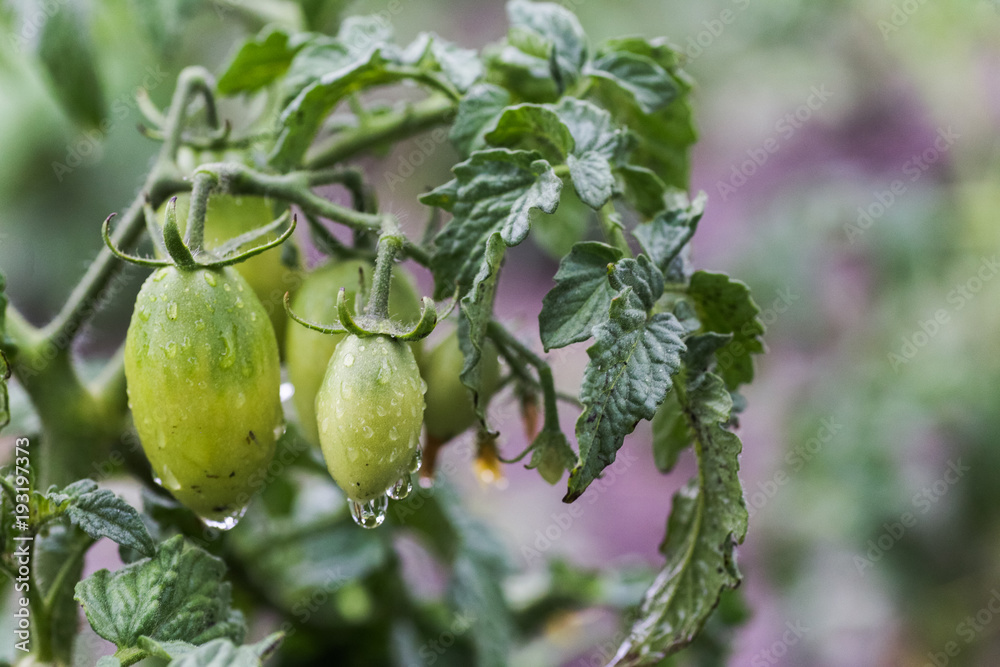 Rain drops on a small green tomato. Rain drops on a small green tomato.