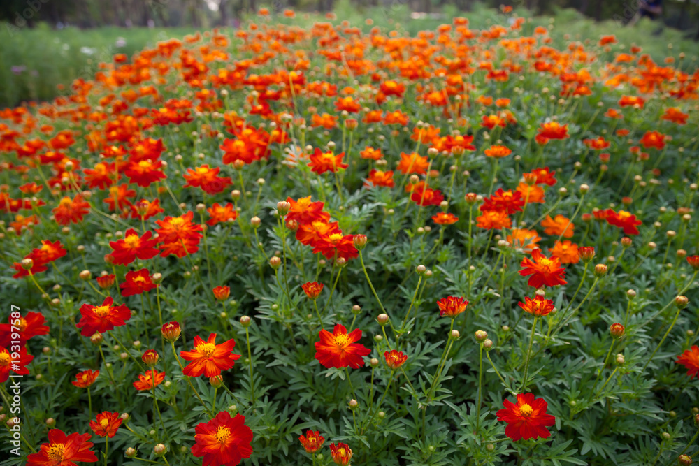 Many red Cosmos flowers are blooming in full space. And feel refreshed when found.