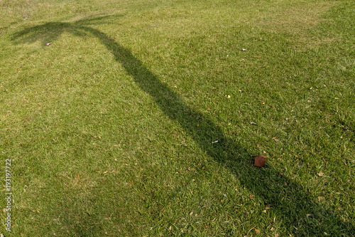 Palm tree shadow in Bangladesh.