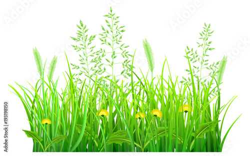 Green grass with dandelions and spikelets on white background