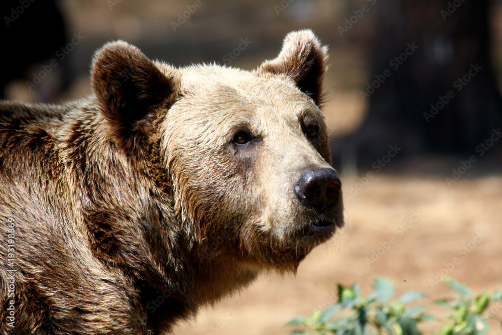 Fototapeta premium brown bear